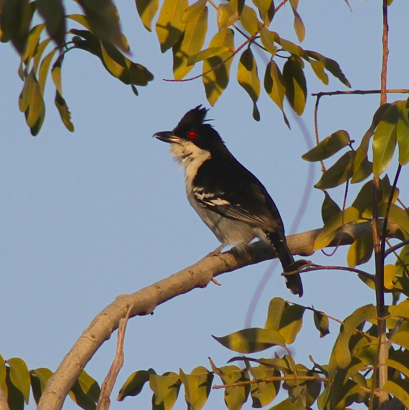 image Great Antshrike
